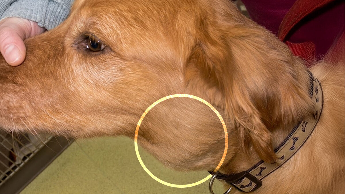 3 cosas que le pueden causar cáncer a tu perro