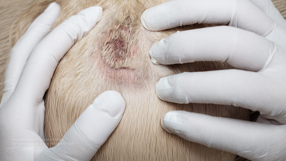 3 señales de que un perro podría tener cáncer