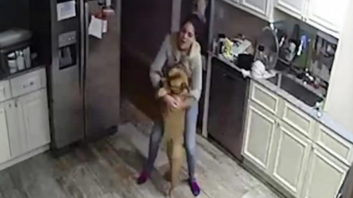 3 señales que los perros dan días antes de morir. Debes despedirte