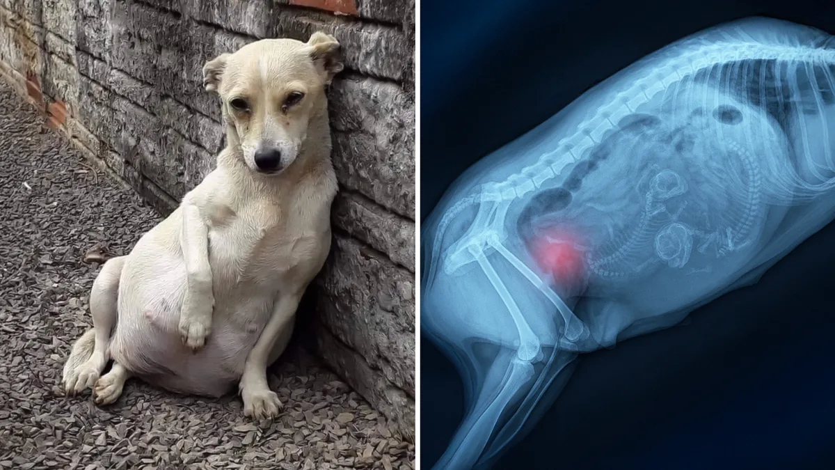Así es el embarazo de una perrita. Por eso sufren tanto
