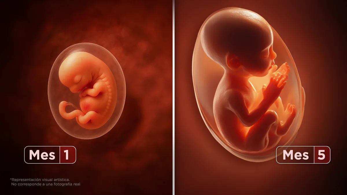Así se forma un bebé mes a mes. ¿Sufren si abortas?
