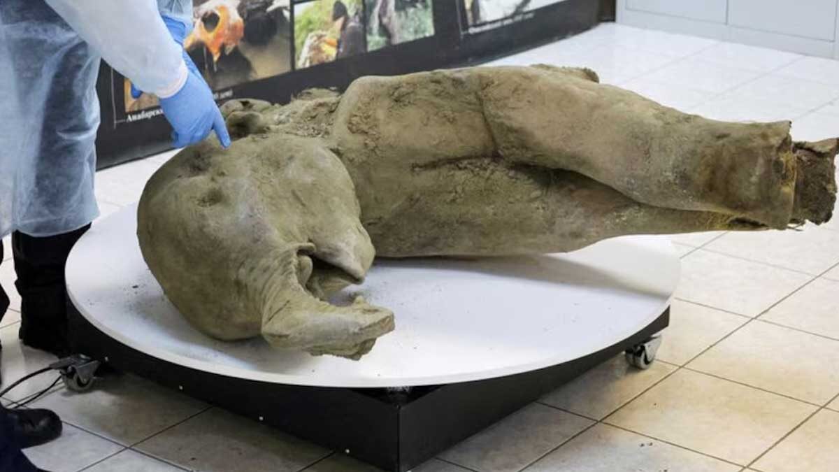 Asombroso Hallazgo en Rusia: Encuentran un Mamut Conservado por 50,000 Años