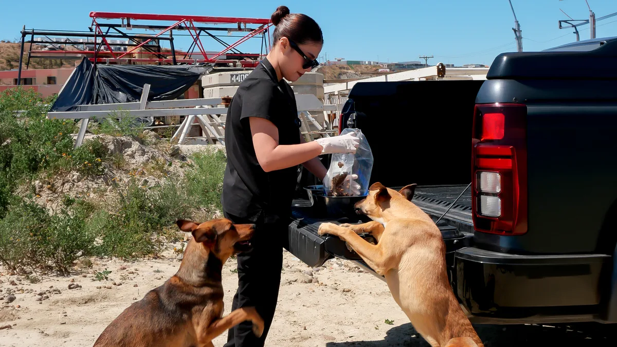 Cómo ayudar a los perritos de la calle en Tijuana (guía básica)