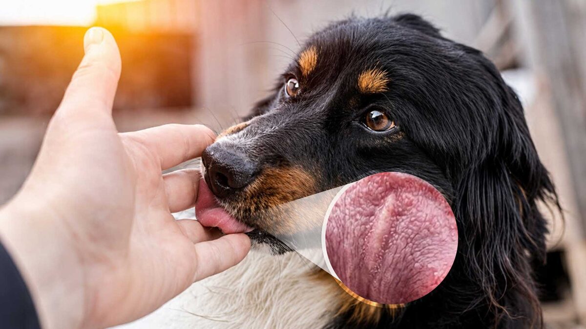 Cuando un perro te lame, no es un beso. Te está analizando