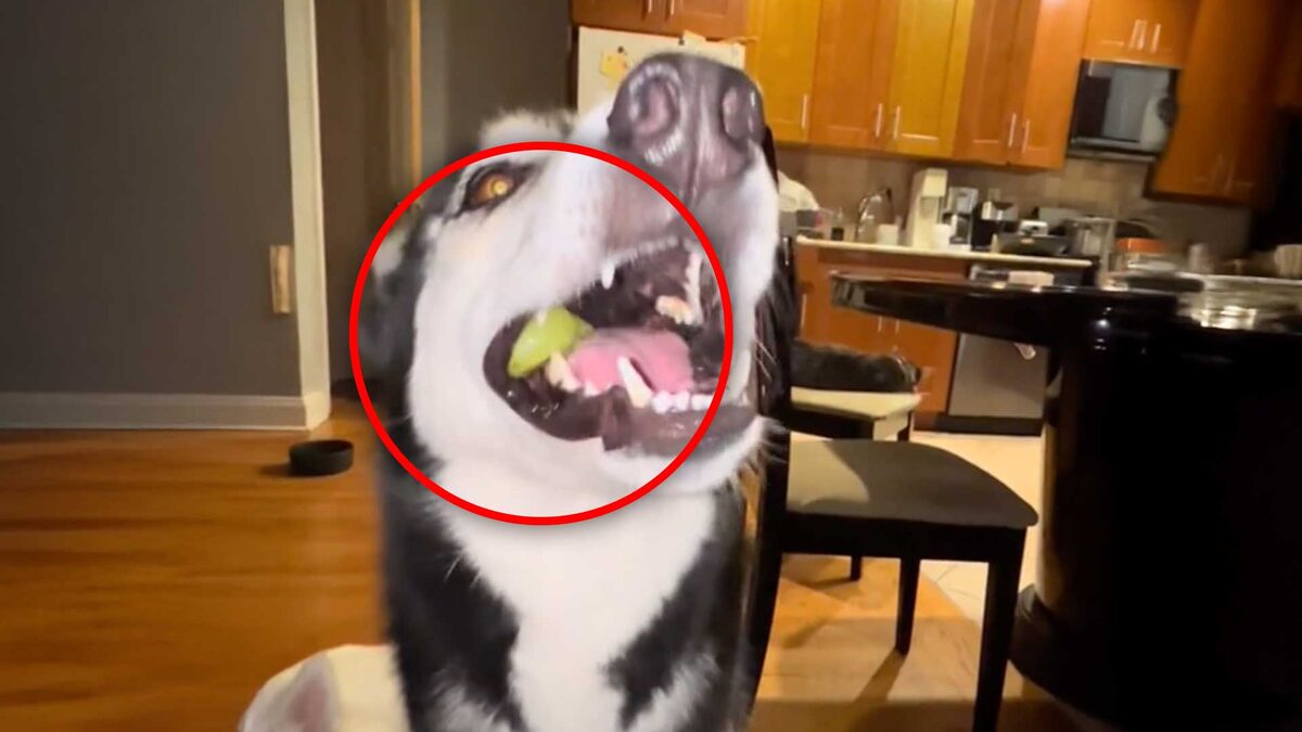 Cuidado: 5 alimentos que nunca debes darle a un perro