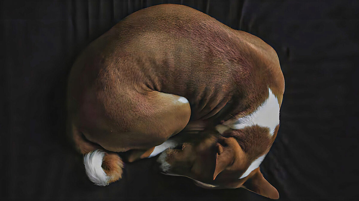 Cuidado: 7 comidas que podrían enfermar gravemente a tu perro