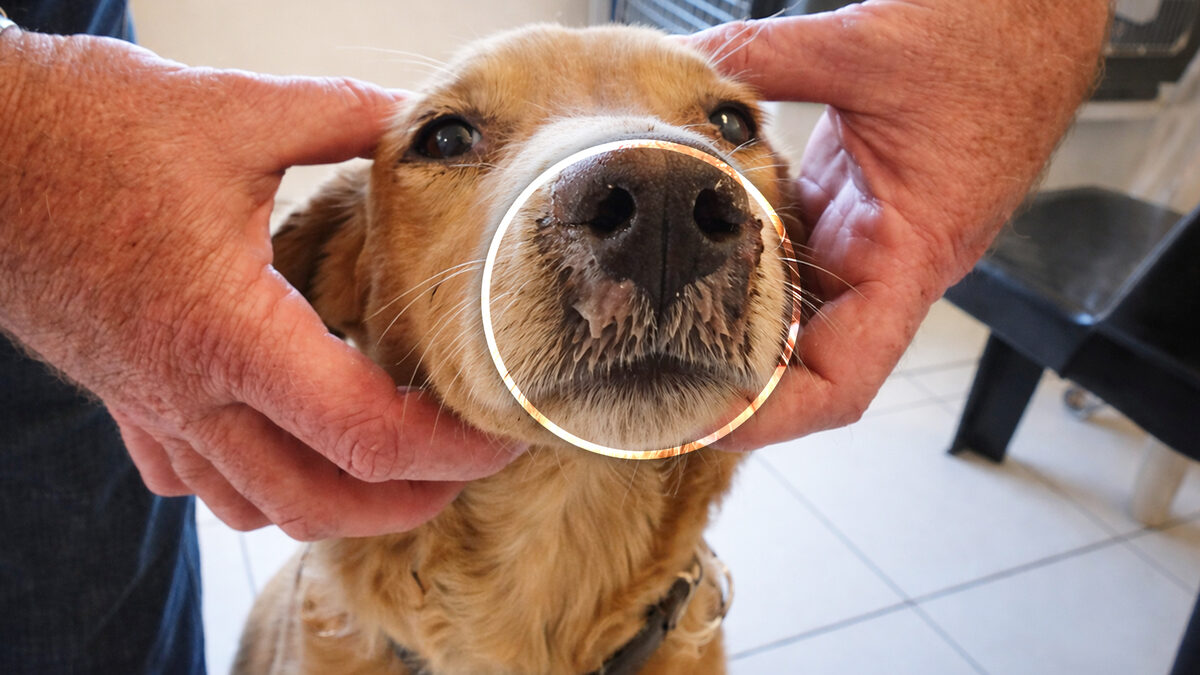 Cuidado: la enfermedad que mata miles de perros cada año
