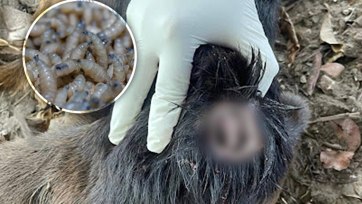 Cuidado: ya hay perros infectados con gusano barrenador