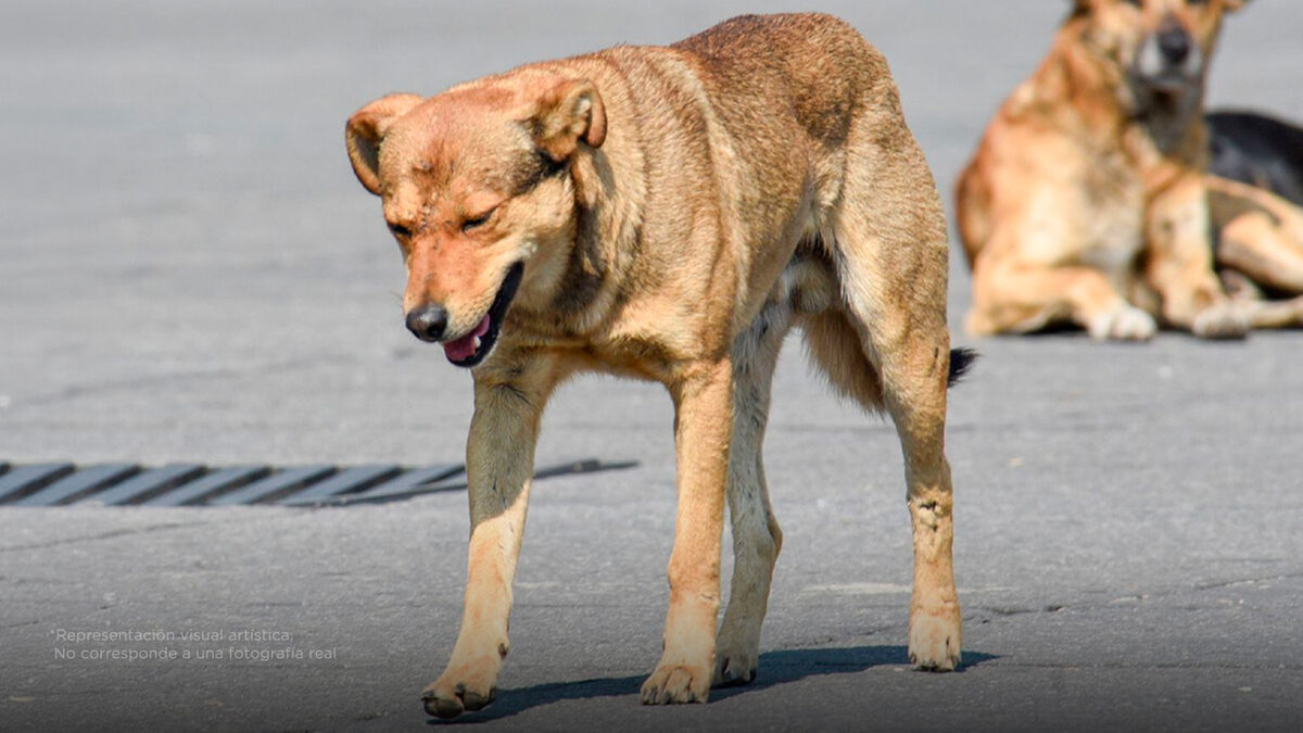 El calor extremo se acerca, y muchos perritos mueren