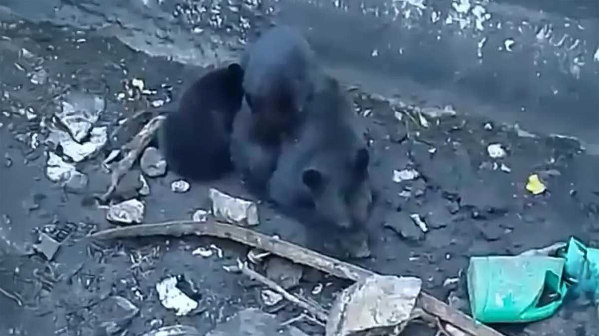 Heroico Rescate en Nuevo León: Salvan a Tres Osos Atrapados en un Pozo