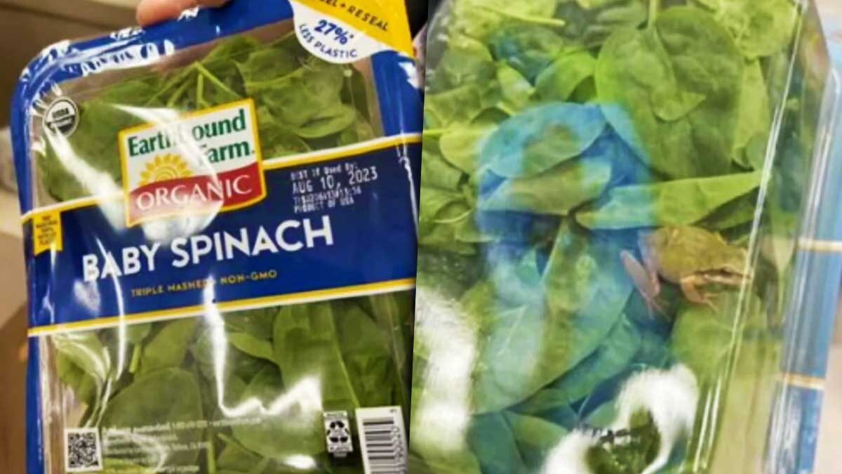Increíble, cliente asegura encontrar rana en las espinacas que compró en el supermercado.