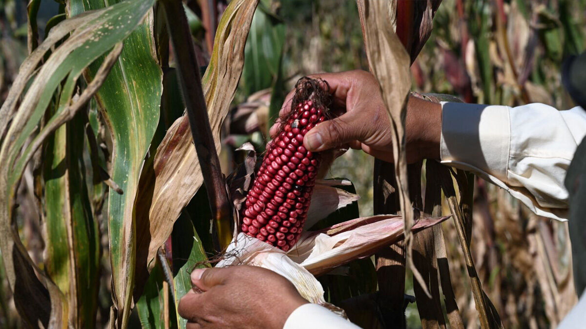 La Milpa Maya: ¿El Secreto Milenario que Puede Salvar al Mundo?