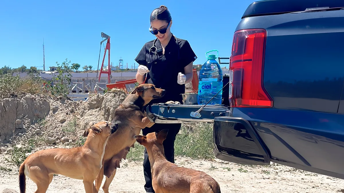 La mujer que cuida a los perritos de la calle en Tijuana