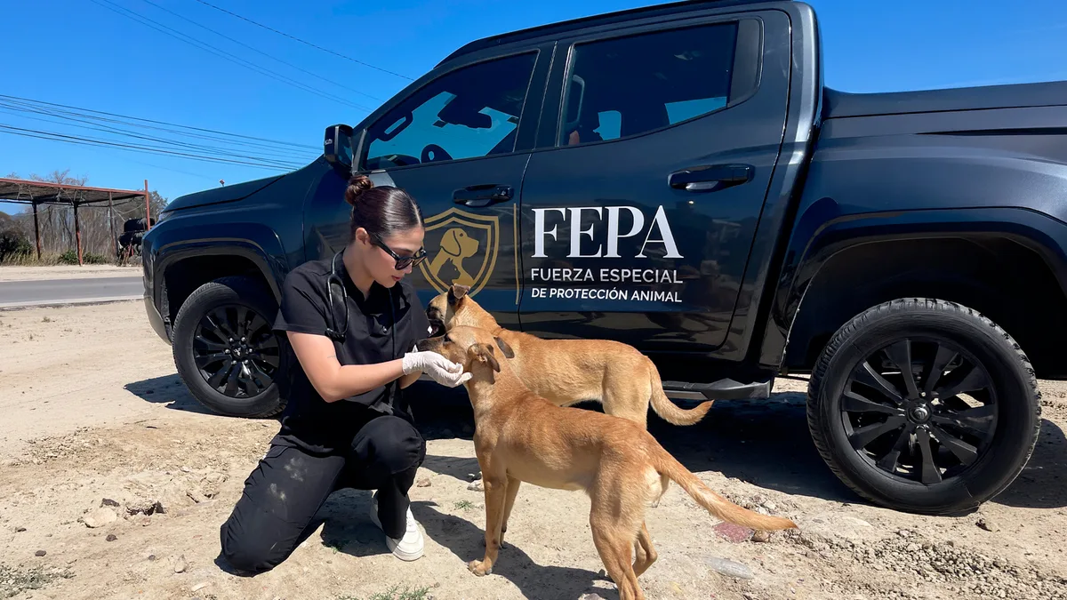 La patrulla que está salvando perritos en las calles de Tijuana