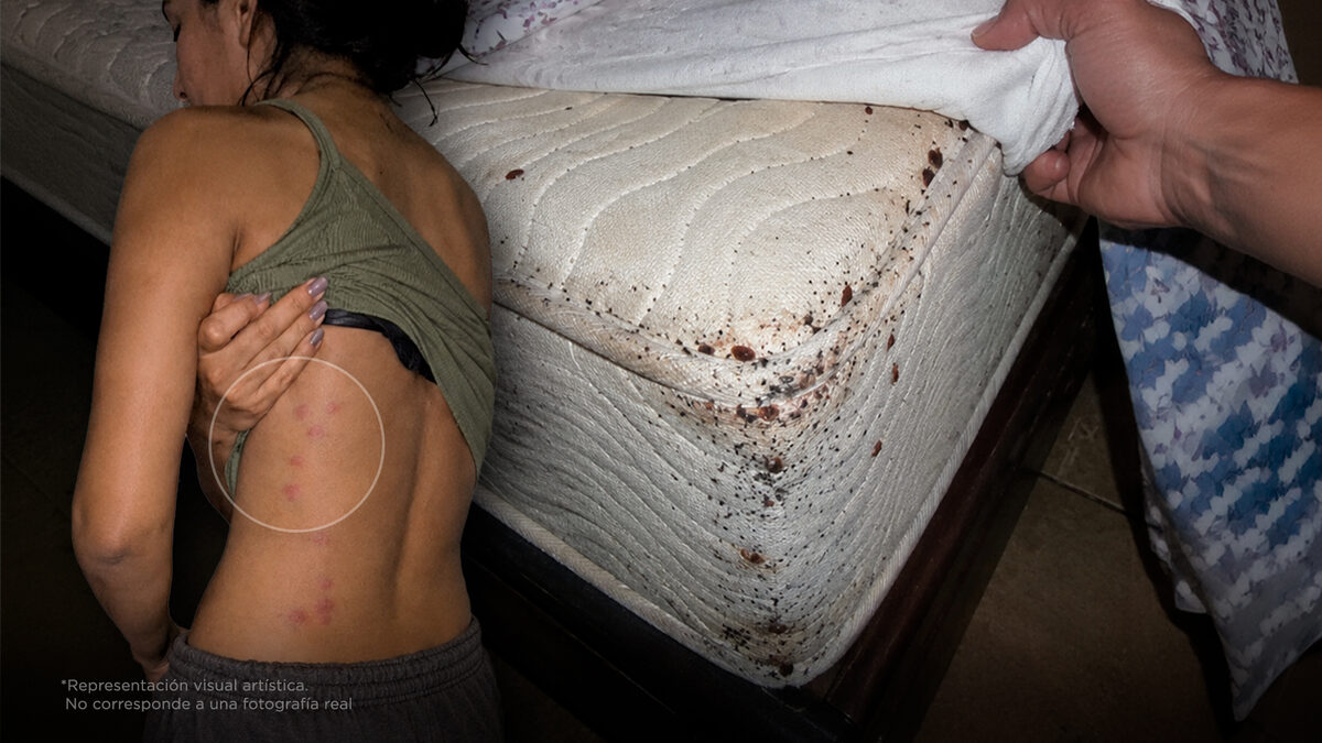 Las chinches están de vuelta. Así debes proteger a tu familia