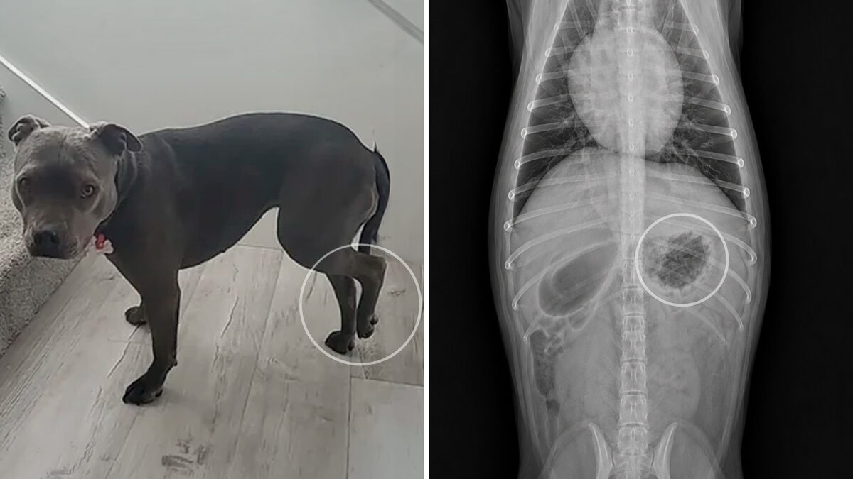 Las señales de cáncer en perros que casi todos ignoran