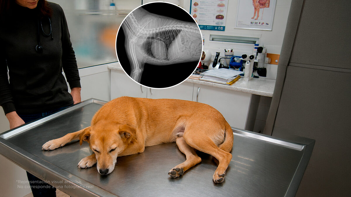 Mató a sus 2 perritos por accidente por un error que muchos cometen