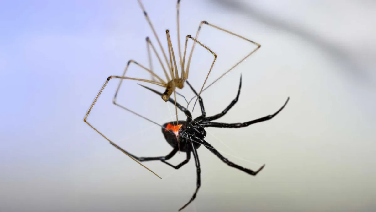 Mira por qué no debes matar esta araña. Te protege mientras duermes
