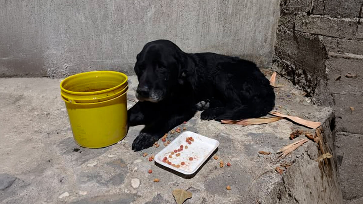 ¿Por qué nadie quiere adoptar perros negros? La razón duele