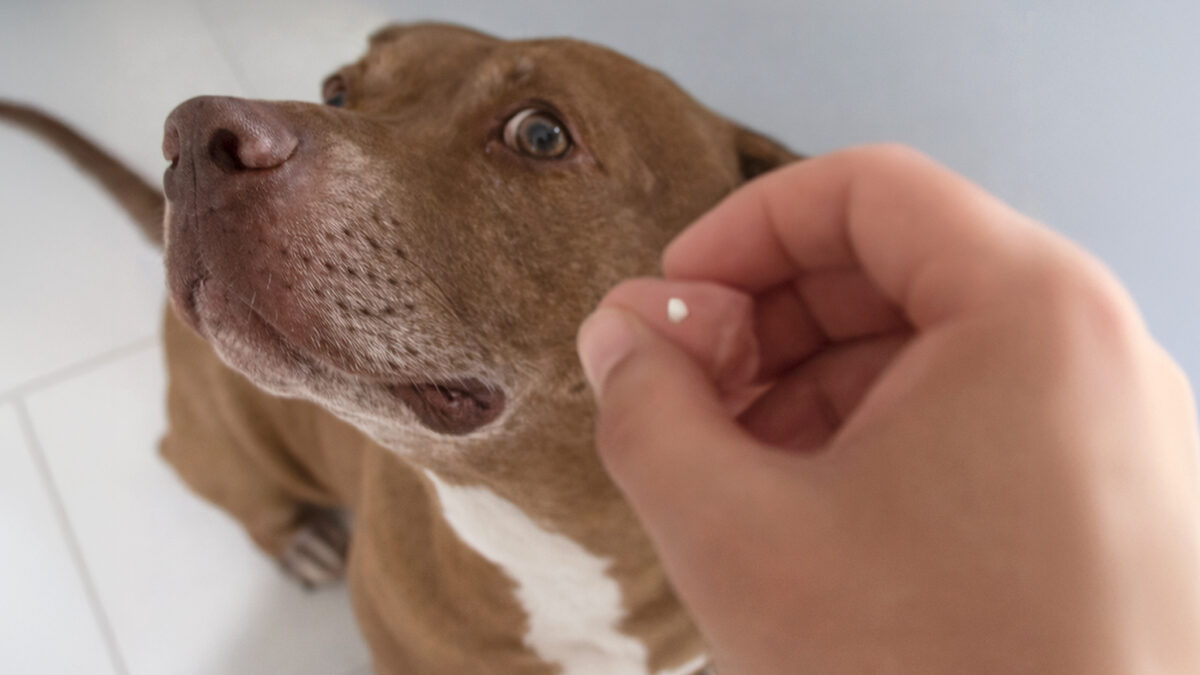 Productos que nunca debes darle a tu perro