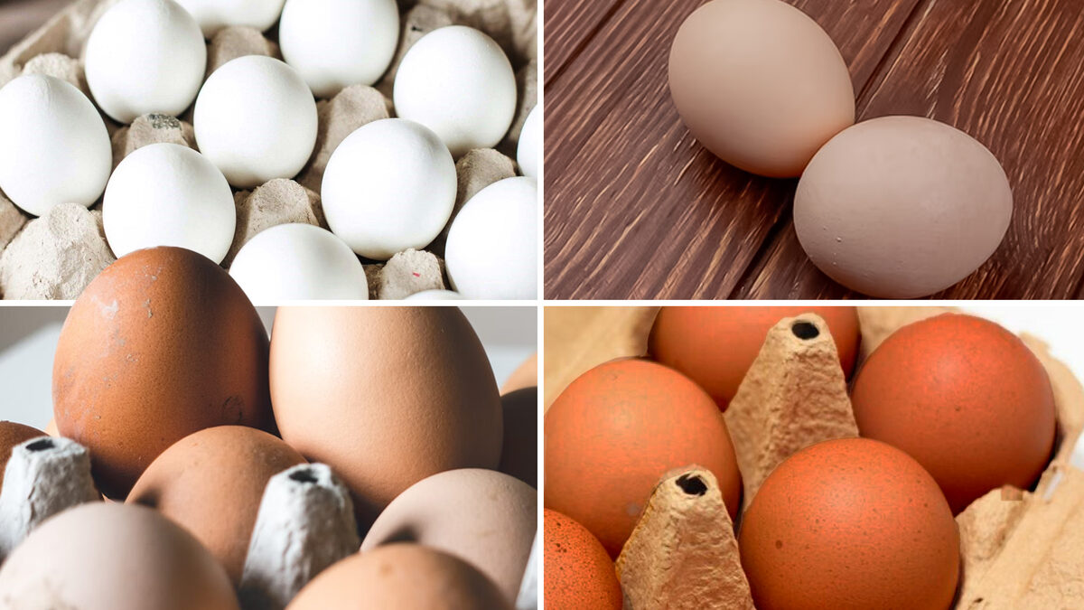 ¿Qué significa el color de los huevos? ¿Cuál es más saludable?