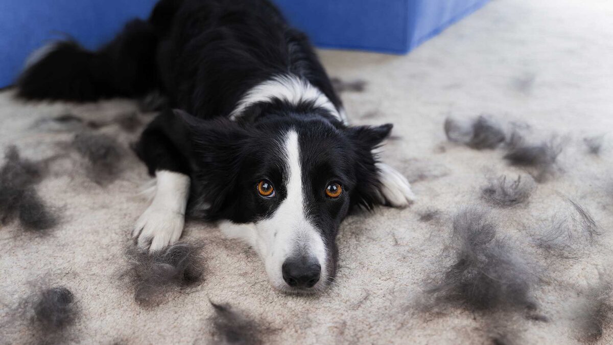 Si a tu perro se le cae mucho el pelo, debes hacer esto