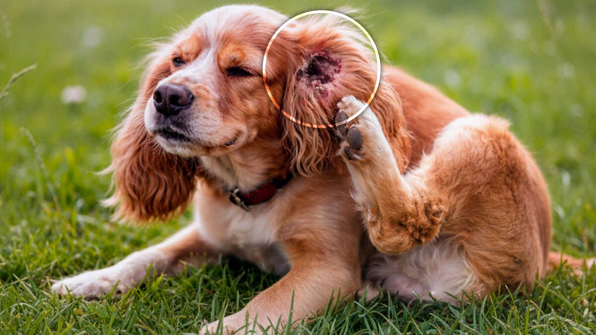 Si tu perro se rasca las orejas o le huelen feo, podría tener otitis
