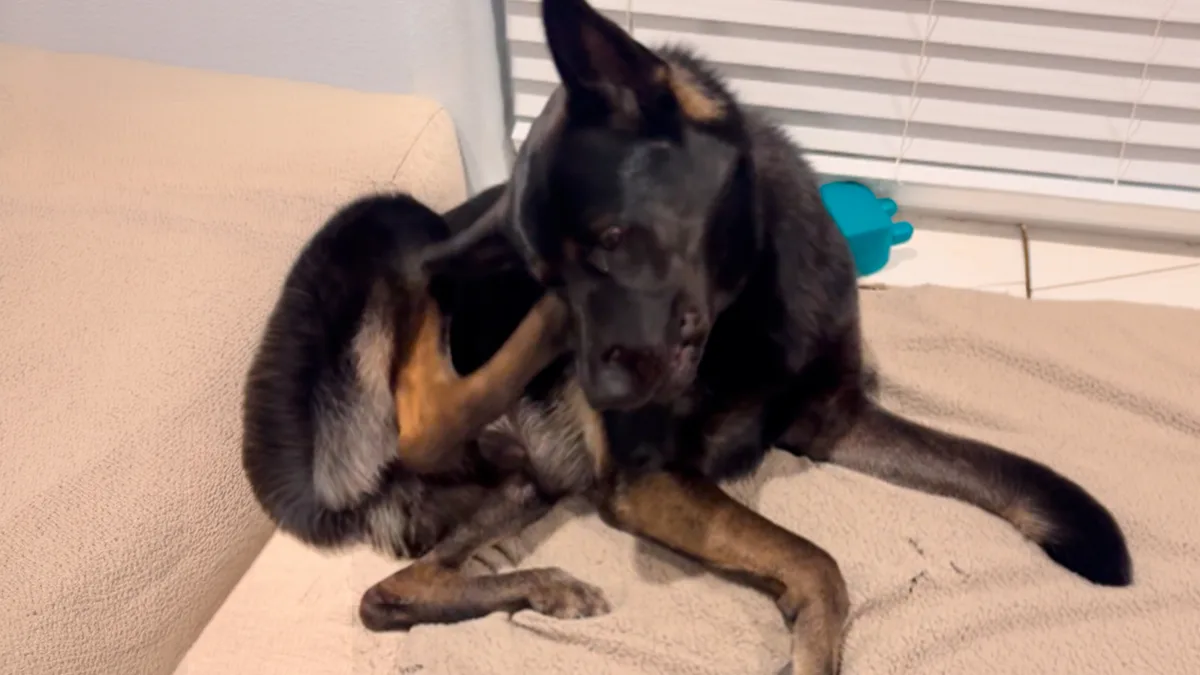 Si tu perro se rasca mucho, podría tener sarna sin que lo sepas