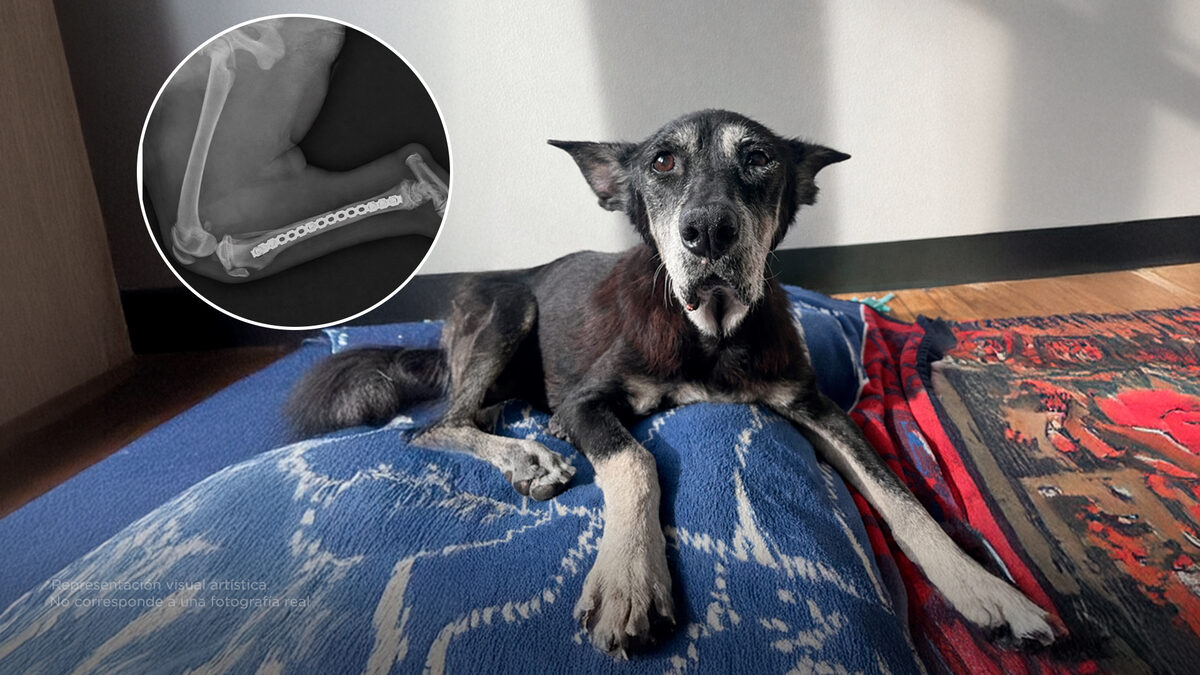 Si tu perro ya está viejito, estos errores pueden lastimarlo