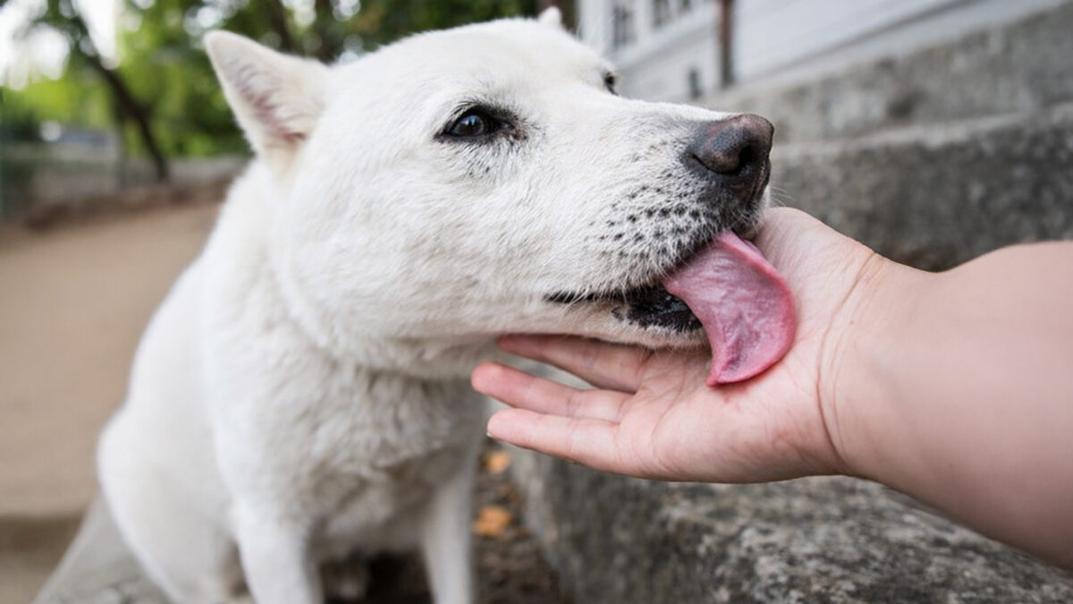 ¿Tu perro te lame? No es un beso, es algo más poderoso