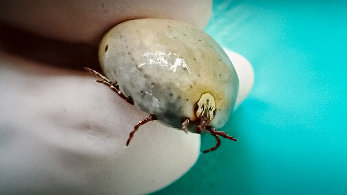 Urgente: Así de peligrosas son las garrapatas