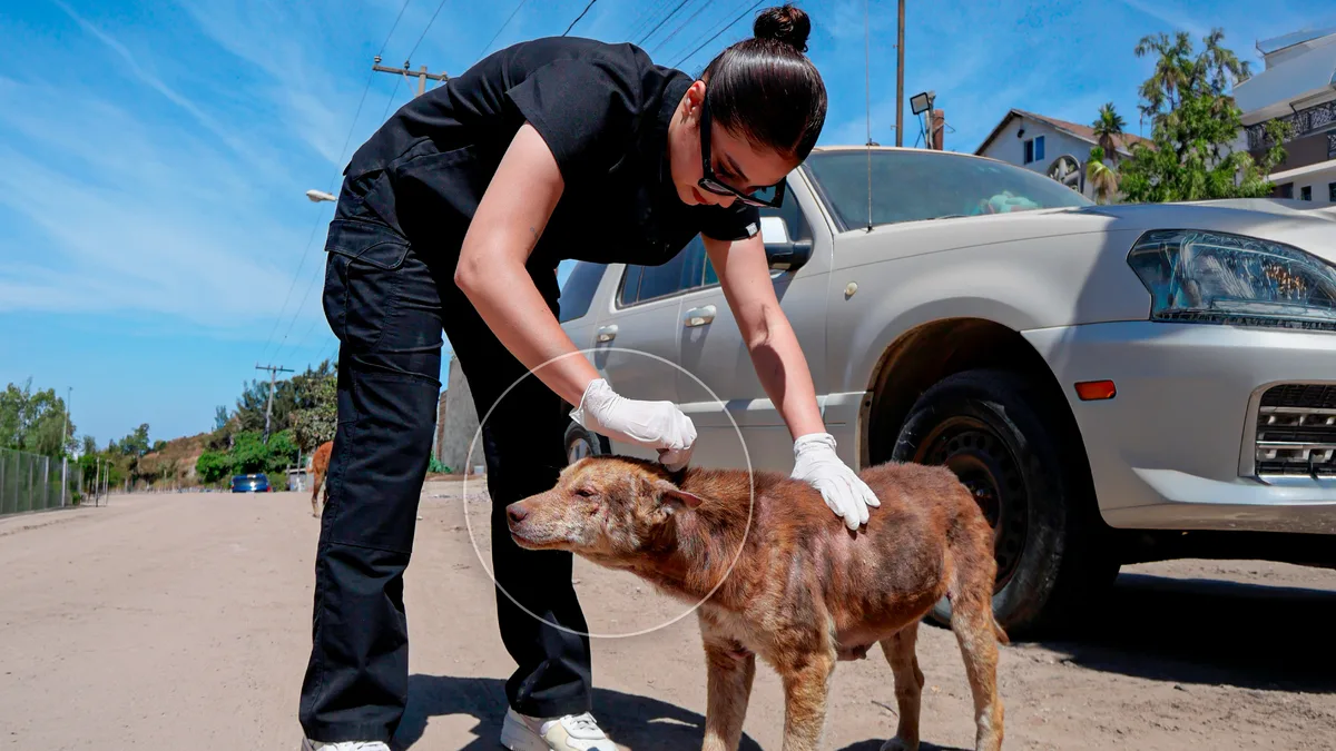 Veterinaria de Tijuana busca crear clínica gratuita para perritos de la calle