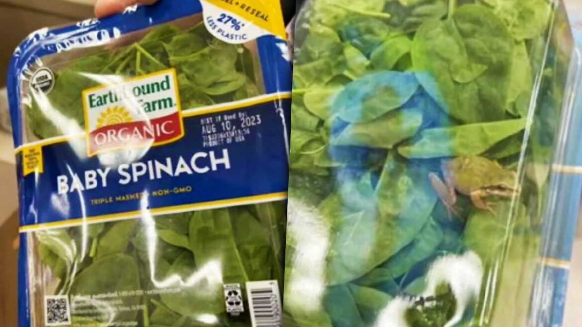 Increíble,-cliente-asegura-encontrar-rana-en-las-espinacas-que-compró-en-el-supermercado