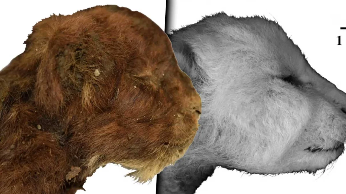 Hallazgo-historico-estudian-momia-de-gato-con-dientes-de-sable-de-35000-anos